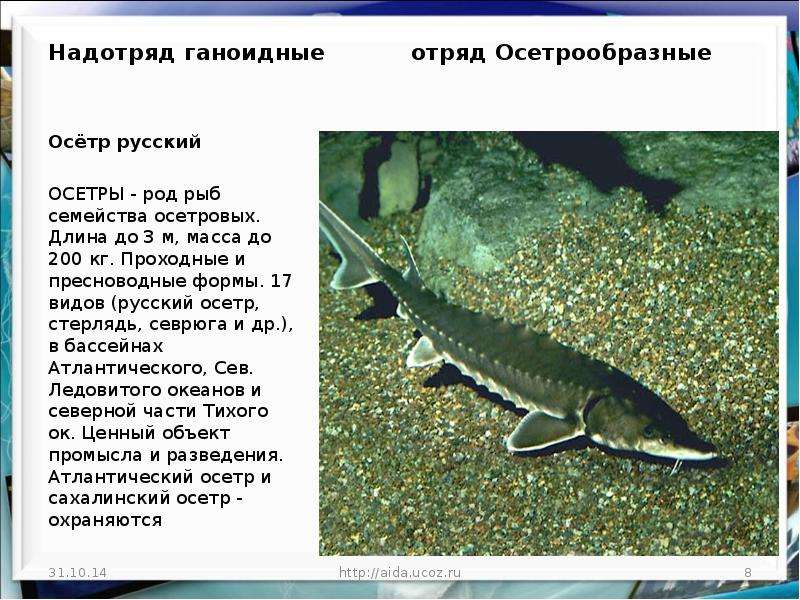 Осетр и стерлядь – отличия, в чем разница