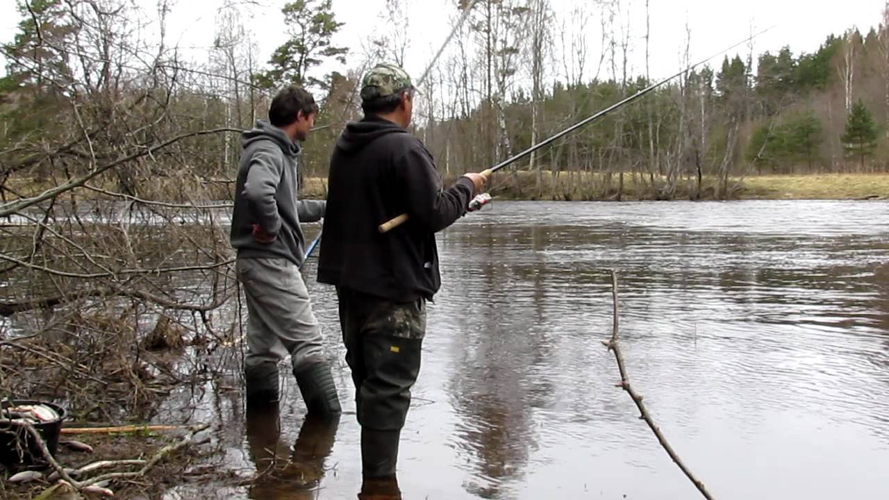 Ловля плотвы на поплавочную удочку: виды оснастки, поиск и тактика рыбалки