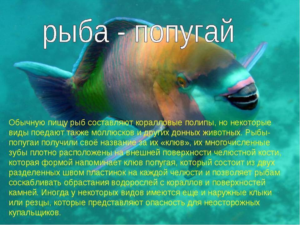 Аквариумные рыбки: содержание и уход, чем кормить и сколько они живут, спят ли рыбы в аквариуме