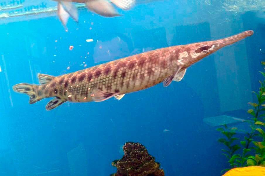 Панцирная щука длиннорылая фото и описание – каталог рыб, смотреть онлайн