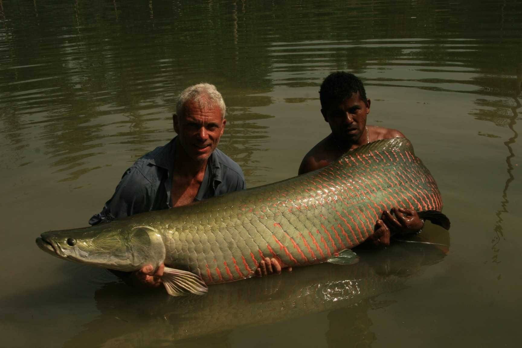 Какая самая крупная пресноводная рыба калининградской области. Арапайма рыба речные монстры. Арапайма Амазонка.