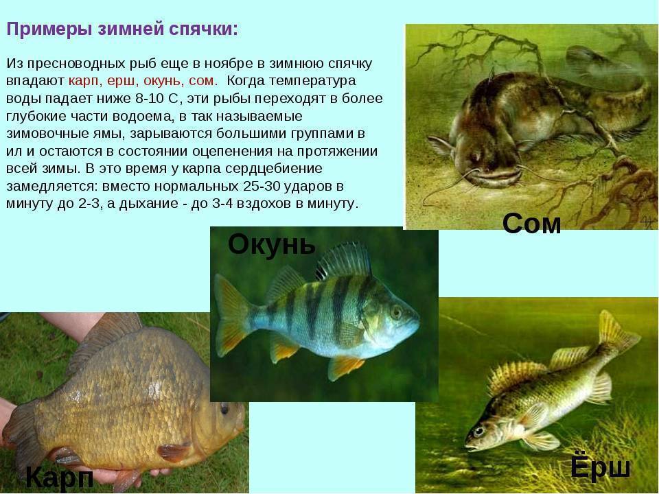 Умеют ли рыбки спать и как создать им условия для сна