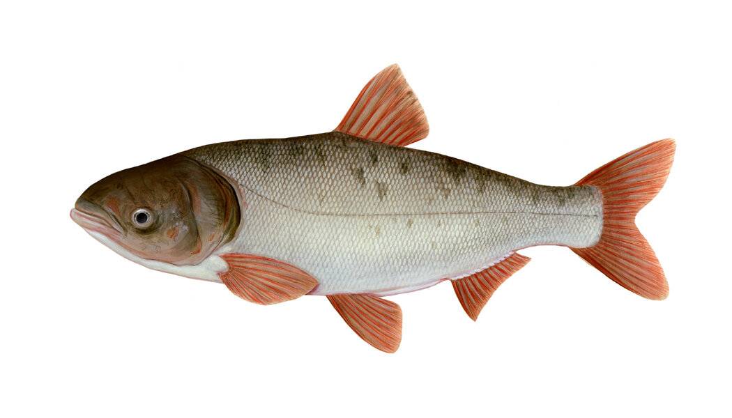 Чем питается толстолобик и другие повадки рыбы