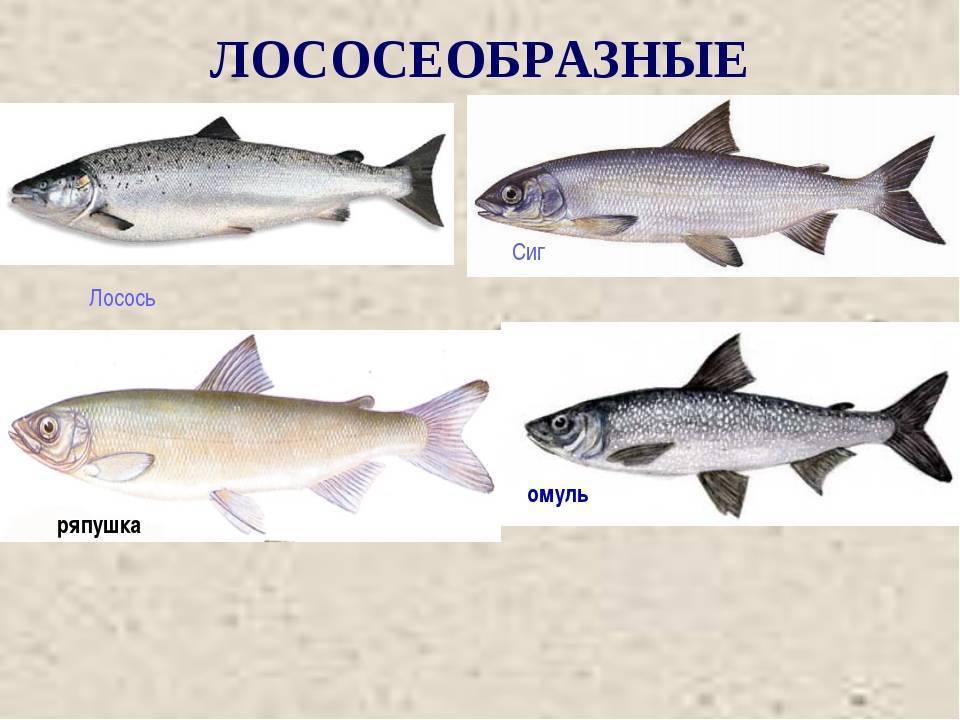 Дальневосточный лосось, сходство и отличие от других представителей вида