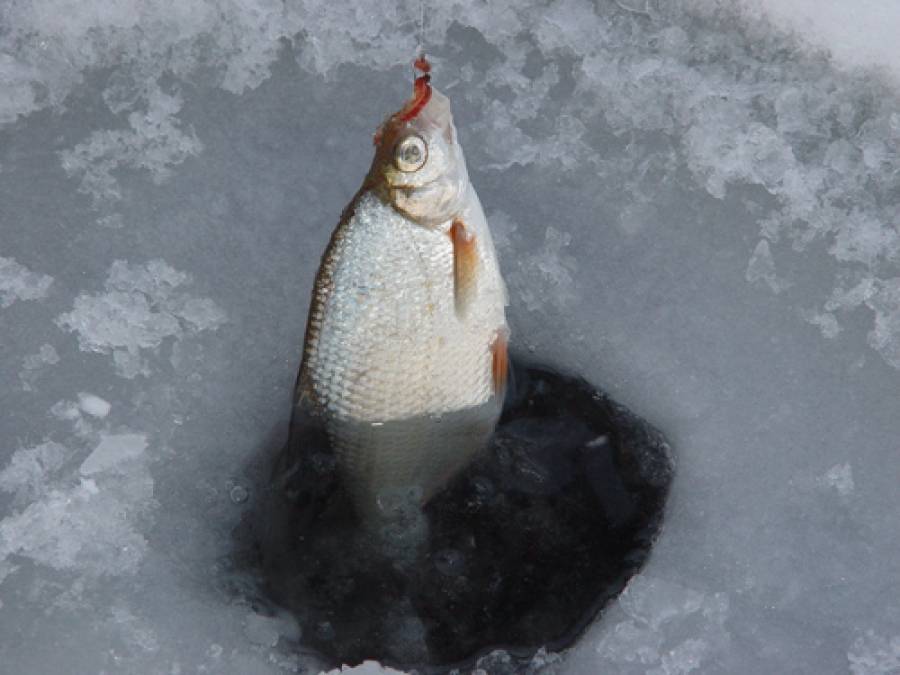 Ловля рыбы на безмотылку зимой - суперулов - интернет-портал о рыбалке