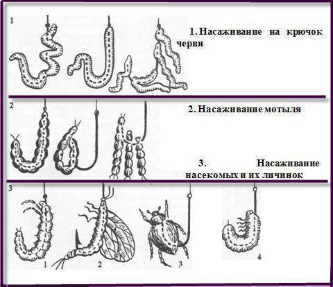 Как насадить червя на крючок правильно :: syl.ru