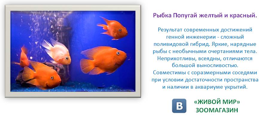 Рыба попугай. Образ жизни и среда обитания рыбы попугай