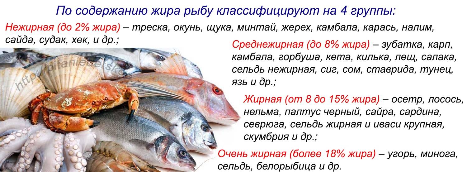 Насколько важна жирность рыбы: какие сорта лучше выбирать