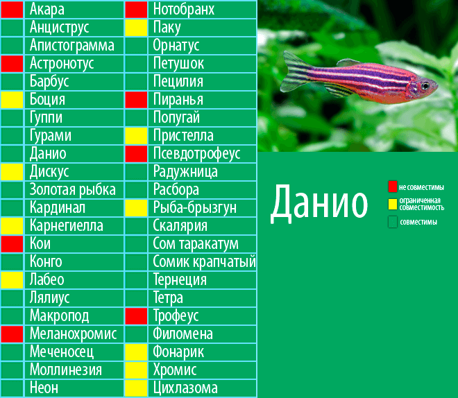 Таблица совместимости аквариумных рыбок. Кардинал рыбка аквариумная совместимость. Рыбки Тернеция совместимость с другими рыбками таблица. Лабео аквариумная рыбка совместимость с другими рыбами таблица.