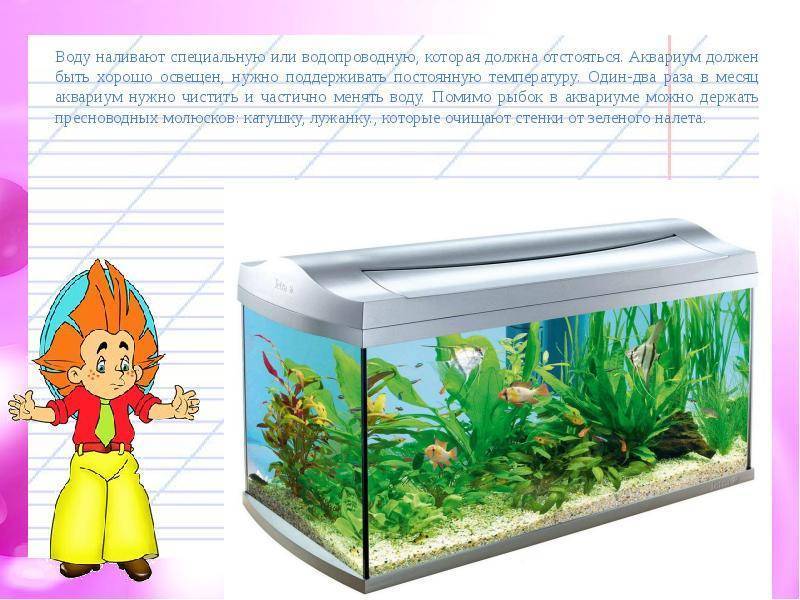 Живой уголок с аквариумом. Отстаивать воду для аквариума. Животные живого уголка аквариумные рыбки.