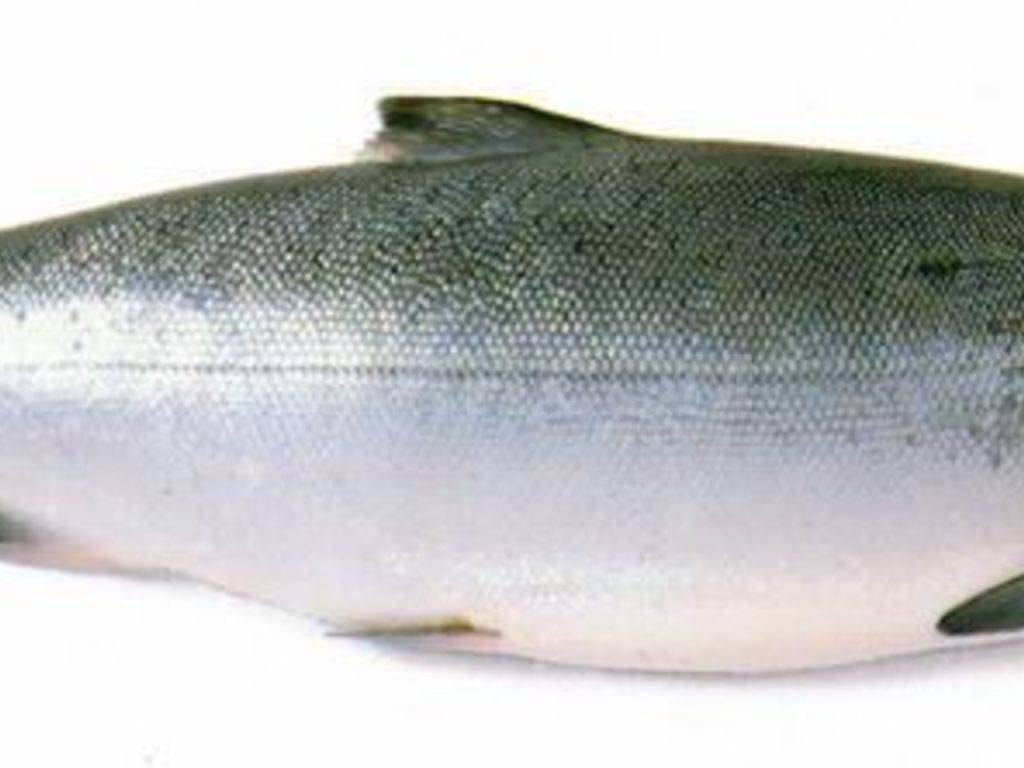 Как выглядит рыба кета, её описание с фото, состав и польза этой рыбы; приготовление рецептов с этим видом рыбы
