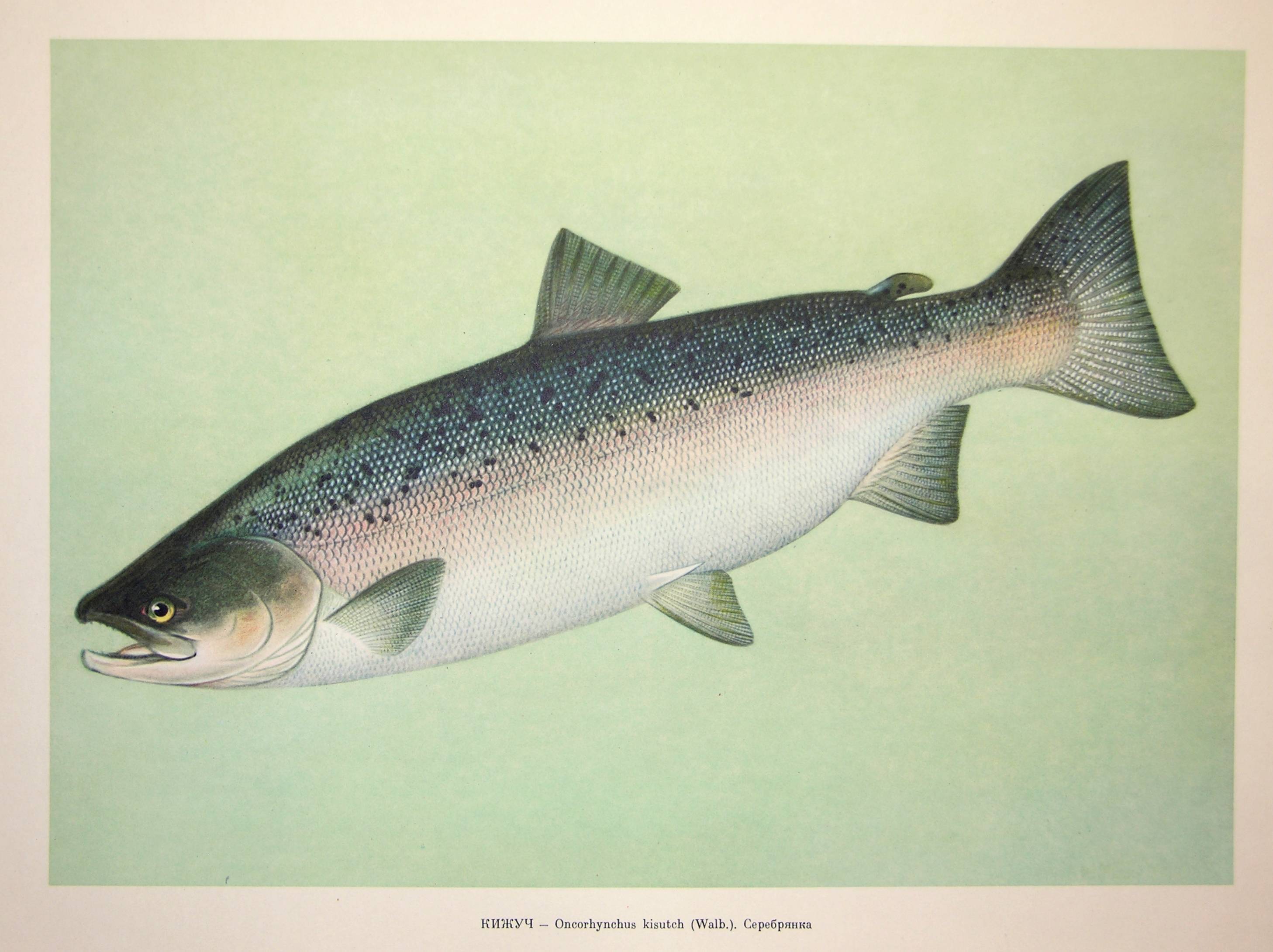 Королева рыб сахалина: вишневый лосось или сима