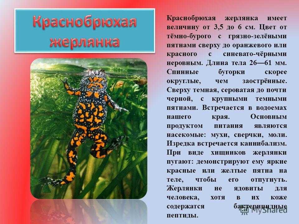 Содержание аквариумной карликовой лягушки гименохируса - bionotes