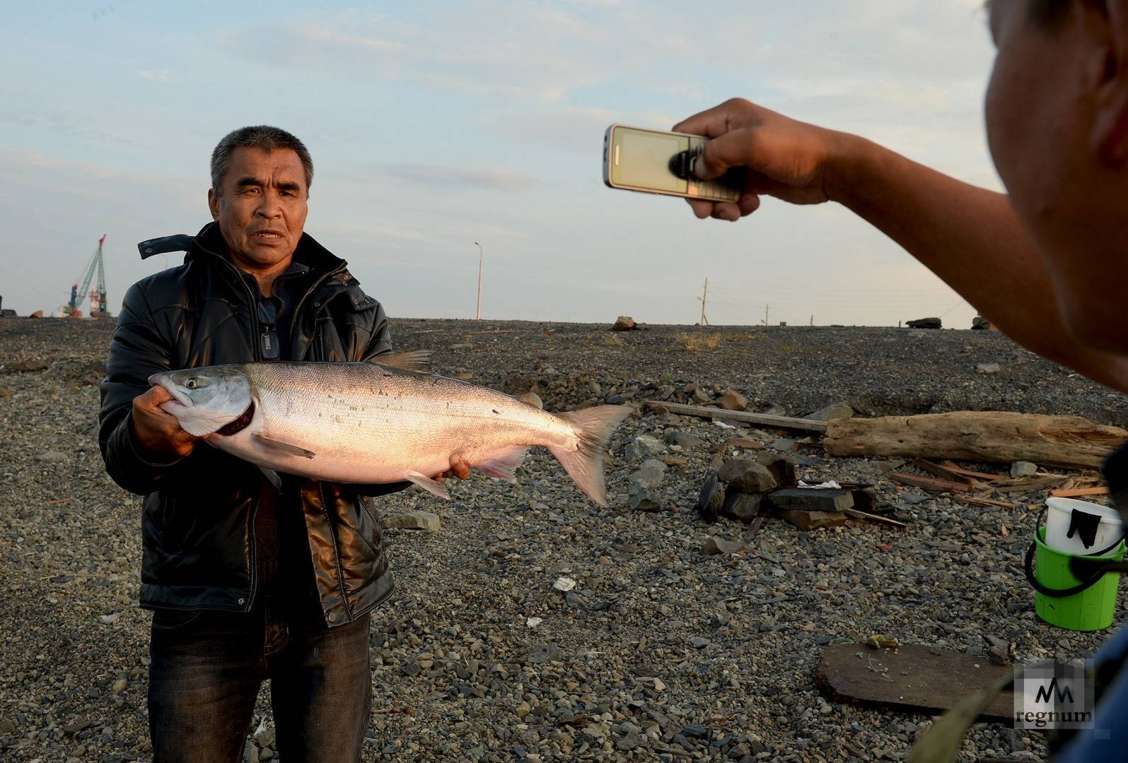 Лососевая рыбалка для кмнс откроется в авачинском заливе и на реке авача 26 июля
