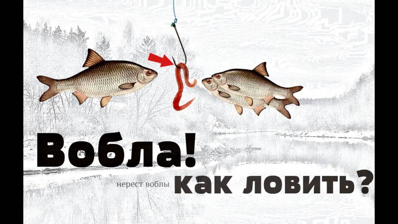 Рыбалка на ахтубе в апреле