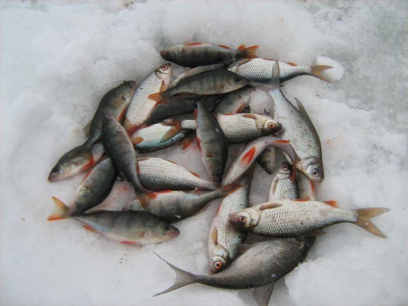 Русское водохранилище рыбалка