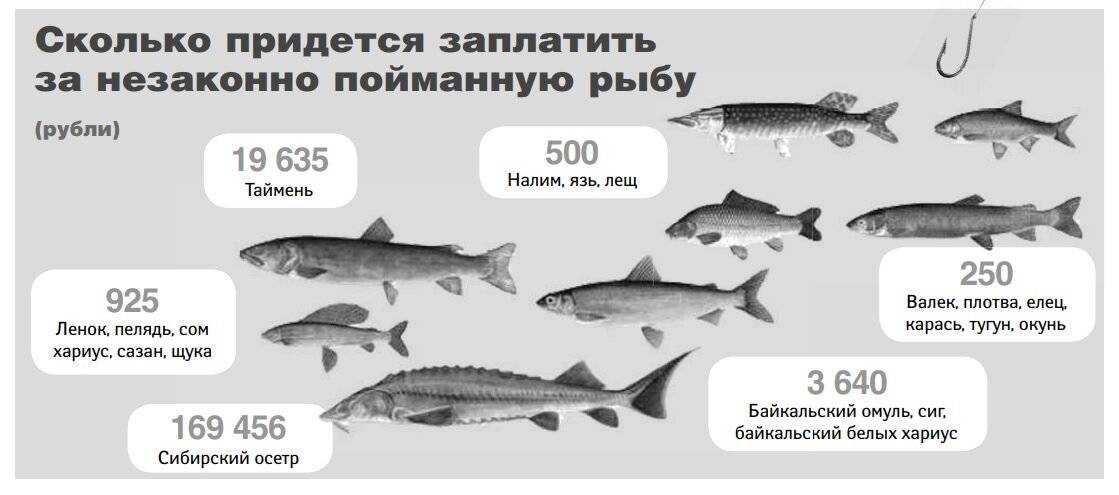 Нерестовый запрет 2024 году в саратовской области. Штраф за размер рыбы. Штраф за пойманну. Рыбы. Штрафы за вылов осетровых рыб. Штраф за осетровые.