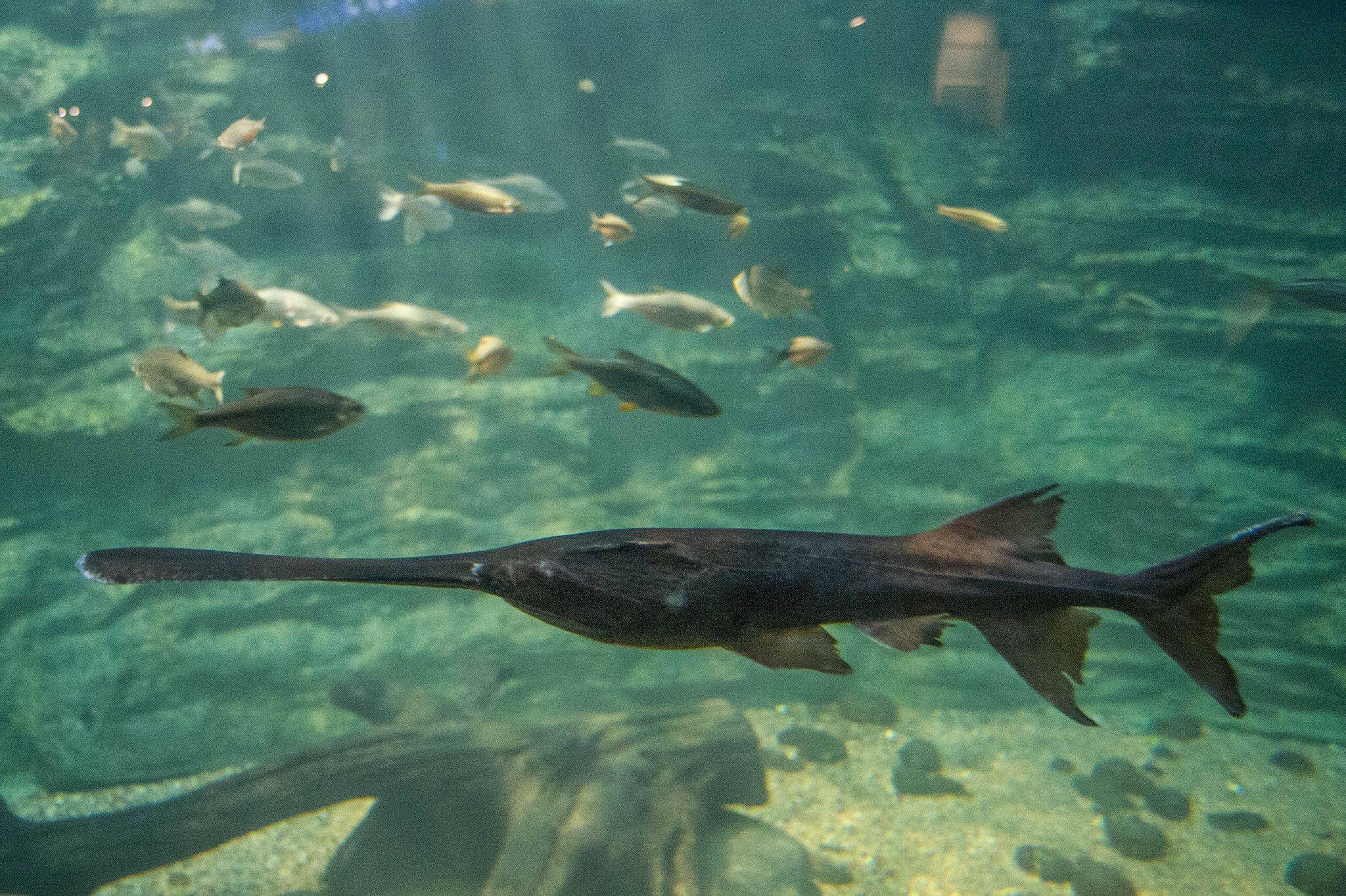 Рыба веслонос: фото и описание, среда обитания, рыбалка, рецепты