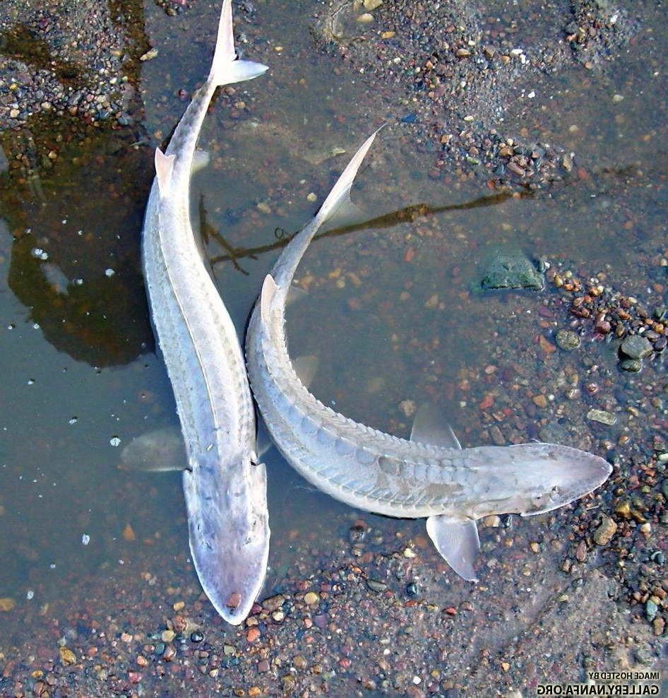 Рыба лопатонос: описание, фото