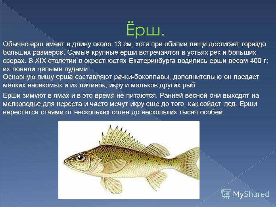 Описание рыбы ёрш
