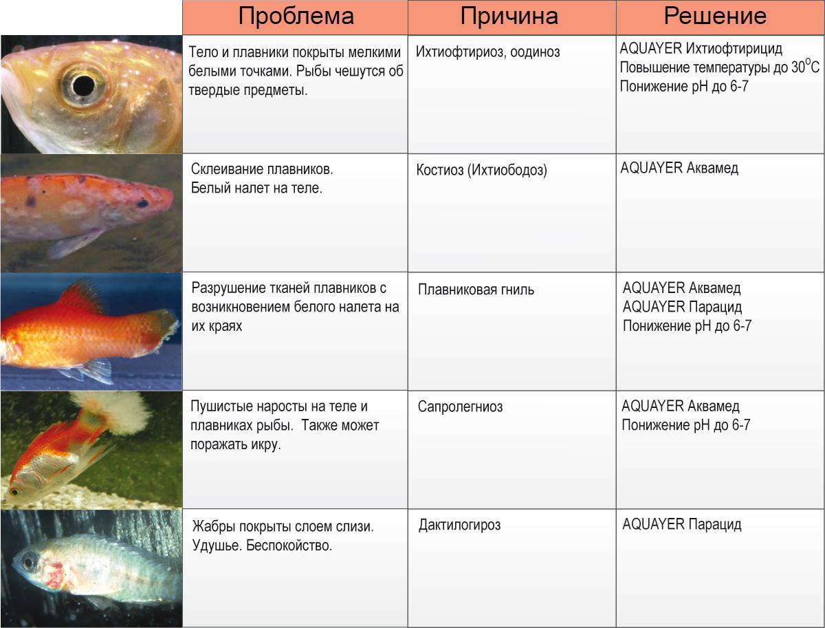 Как размножаются рыбы – способы, условия, особенности