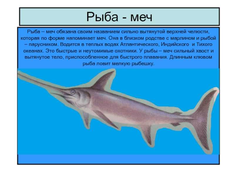 Рыба-меч - марлиновые | некоммерческий учебно-познавательный интернет-портал зоогалактика