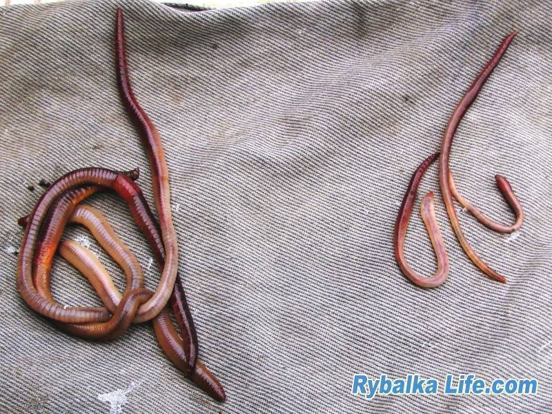 Ловля сома на выползка – рыбалке.нет