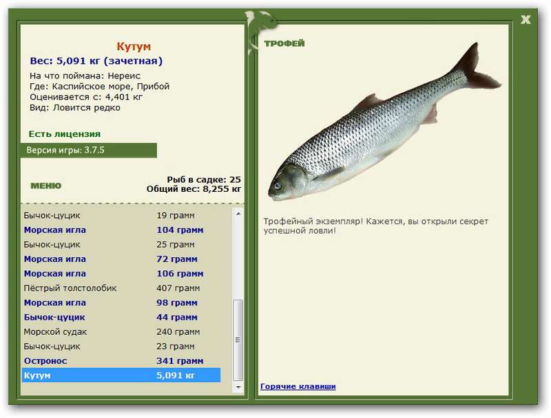 ✅ рыба вырезуб: фото и описание, где водится, рыбалка на вырезуба - fishyarm.ru