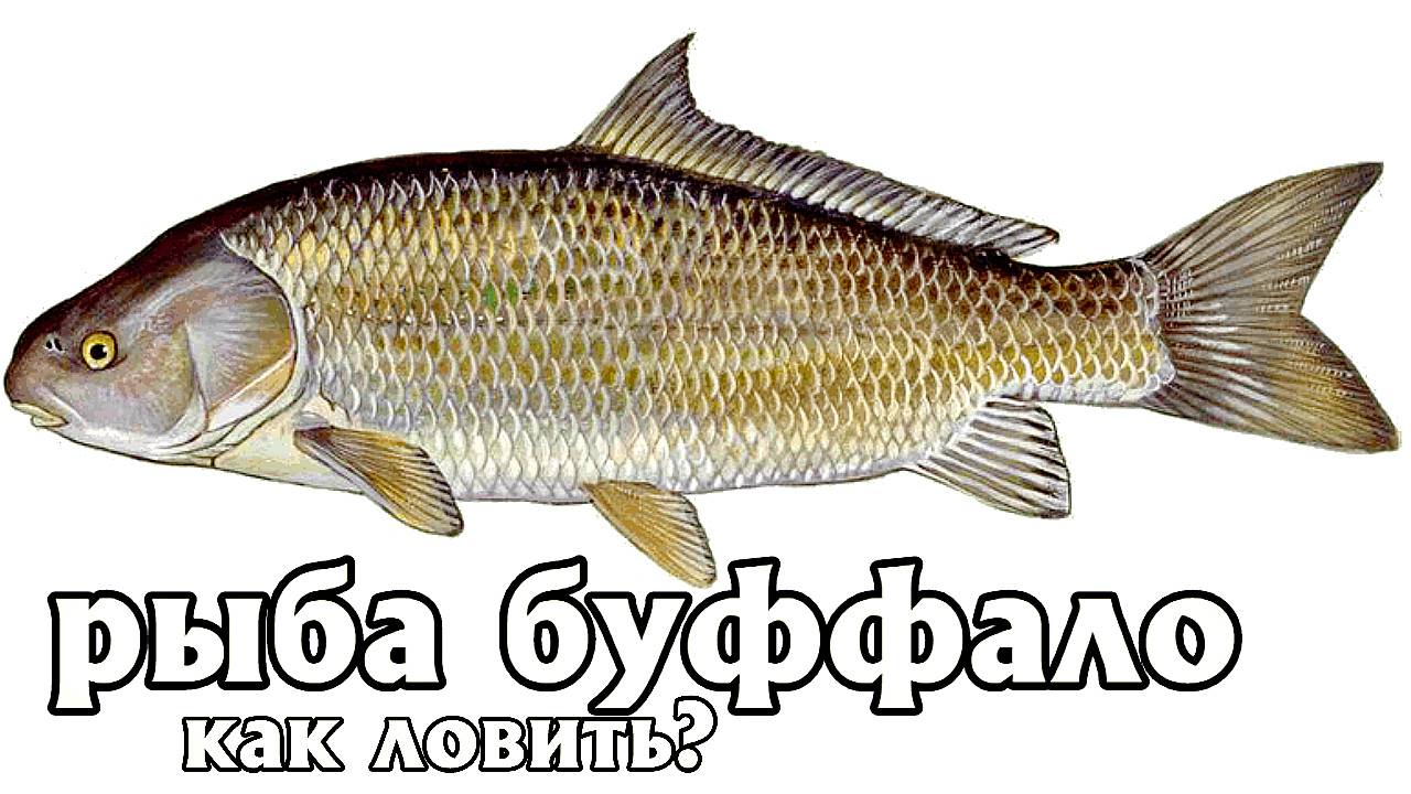 Рыба буффало: описание, виды, образ жизни, среда обитания и размножение