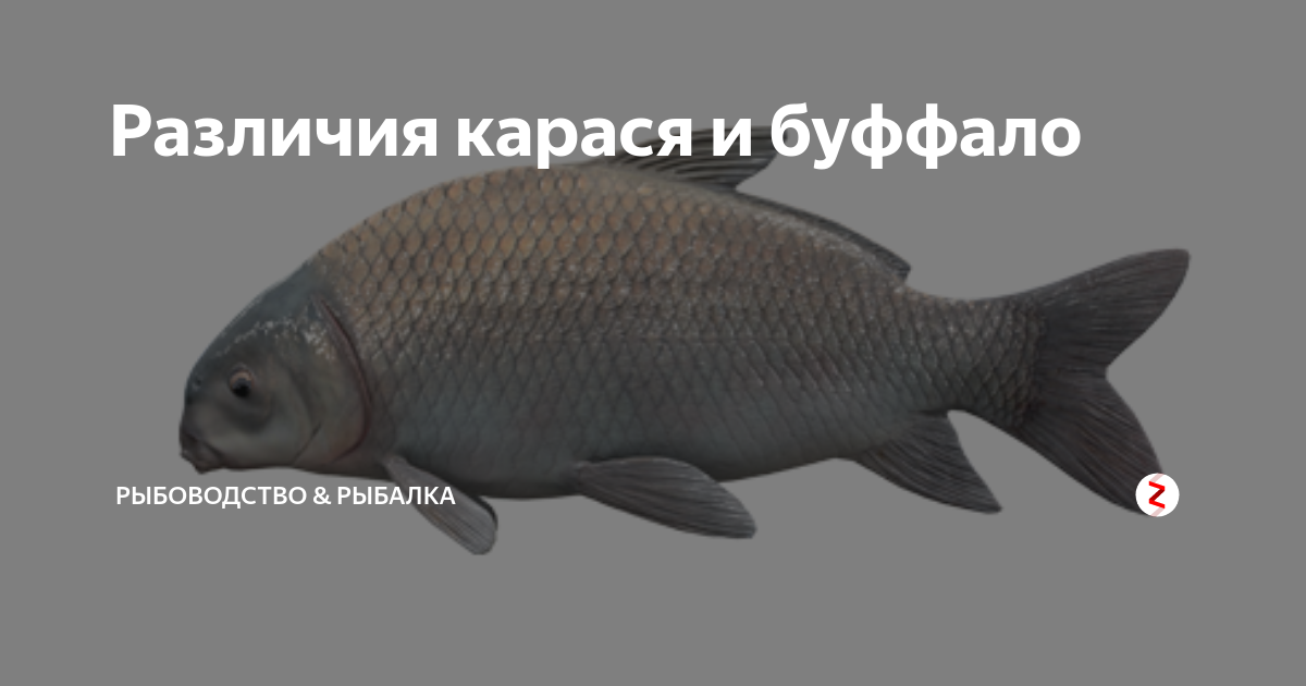 Рыба буффало: описание, внешний вид с фото, обитание