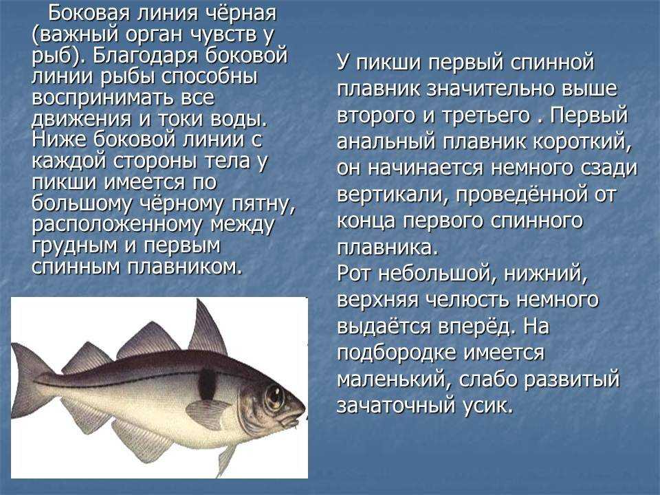 Пикша - описание рыбы, польза и вред, виды и отличия