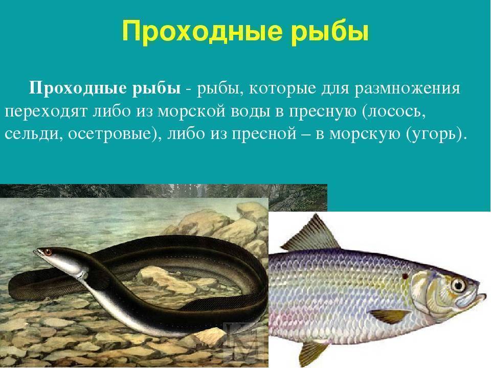 Размножение рыб. стадии развития и забота о потомстве