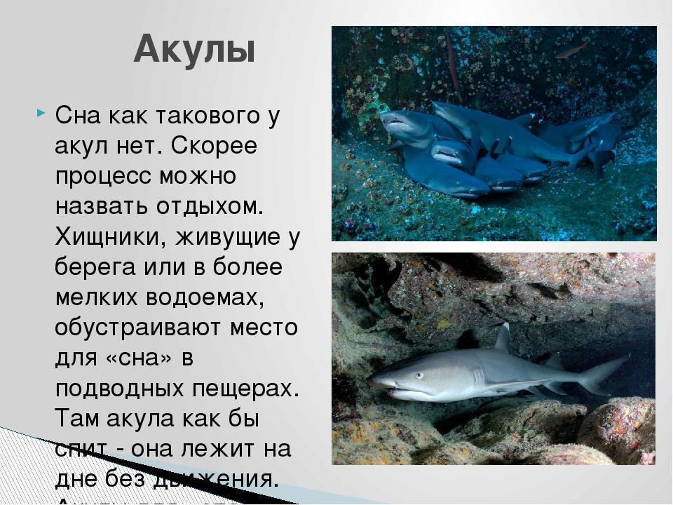 Рыбки спят, они устали. как рыбы спят? как спят рыбы в аквариуме - лечение