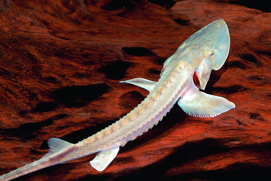 Рыба «лопатонос обыкновенный» фото и описание
