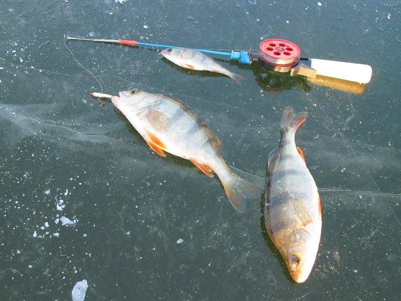 Зимняя рыбалка на окуня по перволедью