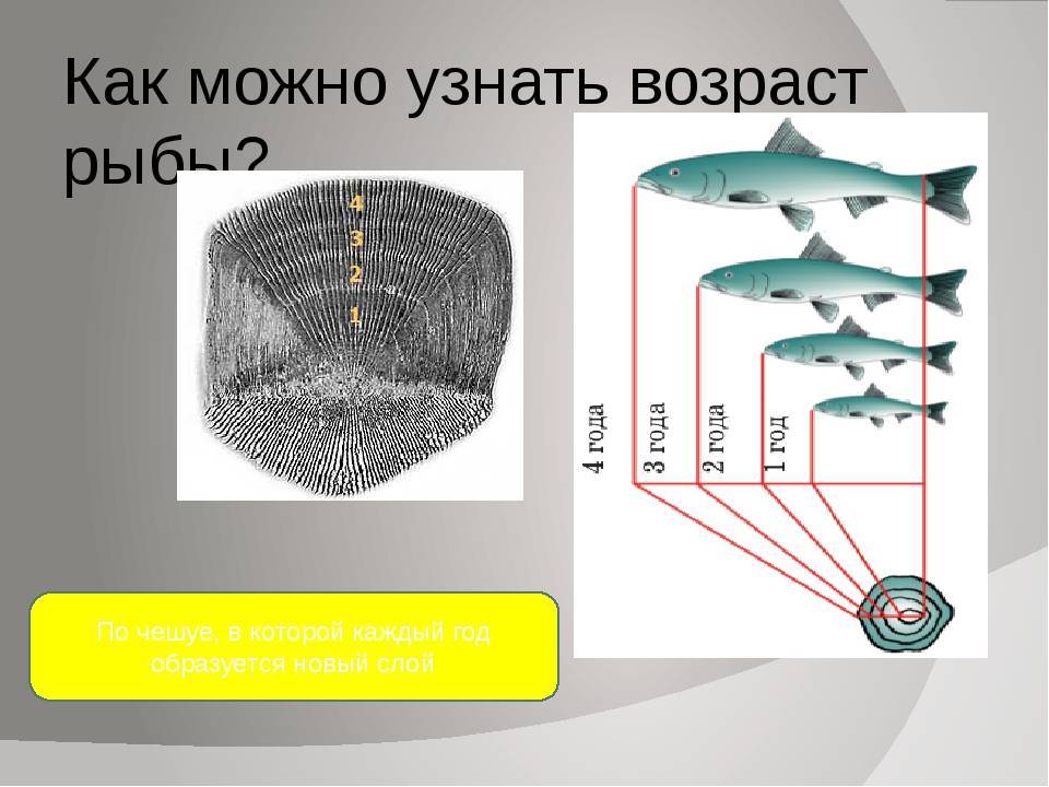 C определить возраст. Чешуя рыбы Возраст. Определить Возраст рыбы. Определение возраста рыбы по чешуе. Как определитьвоозраст рыб.
