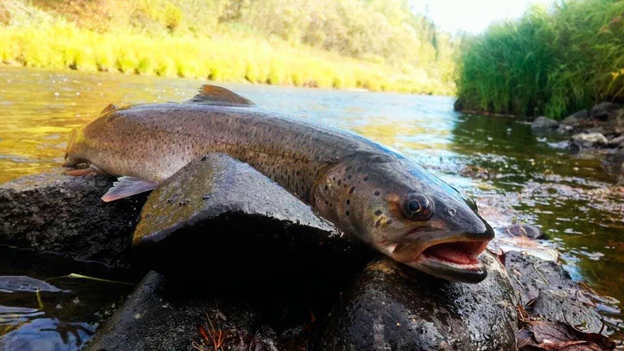 Рыба реки ангары