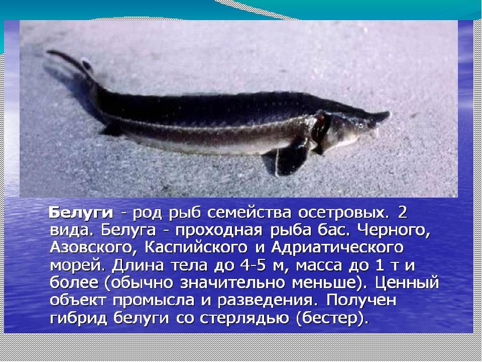 Рыба вьюн. фото, описание, где водится