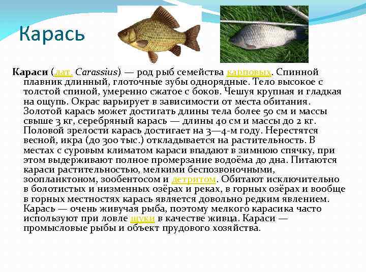 Как спят рыбы в воде: особенности сна рыб от их физиологического строения