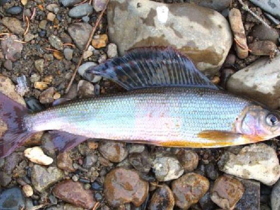 Хариус рыба. образ жизни и среда обитания рыбы хариус | животный мир