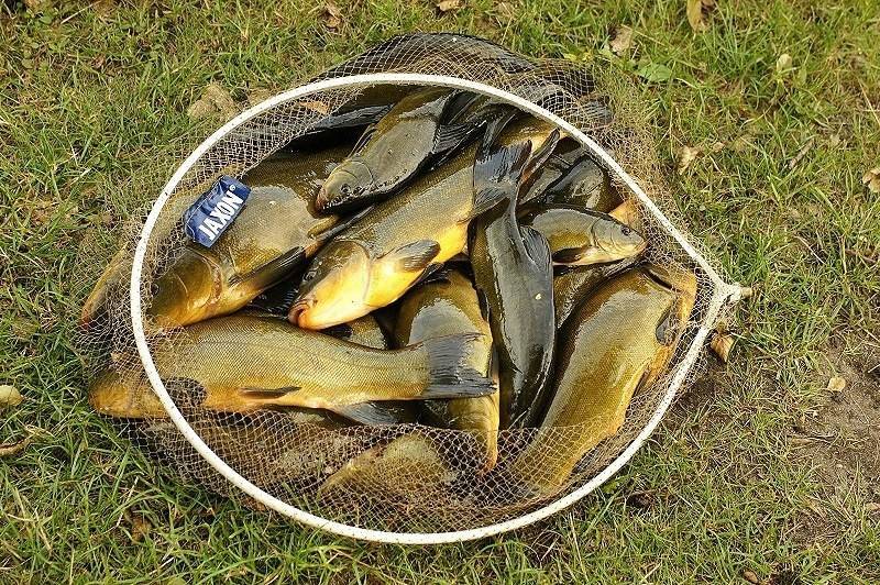 Летняя рыбалка на линя: подготовка и поимка