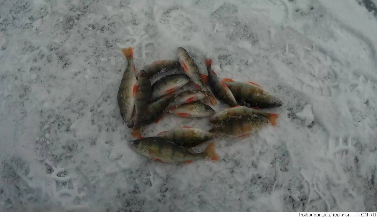 Отчеты о рыбалке зимней и летней, вести с водоемов — фиш-хук