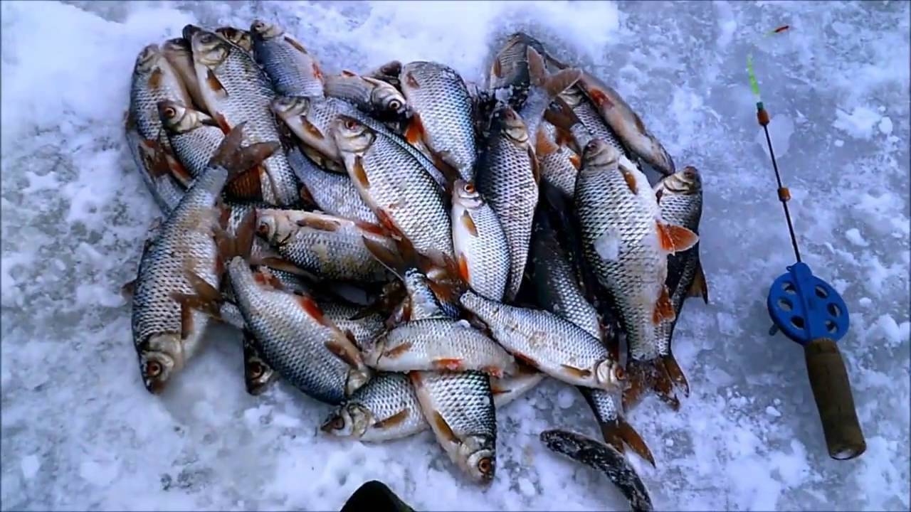 Зимняя рыбалка для начинающих