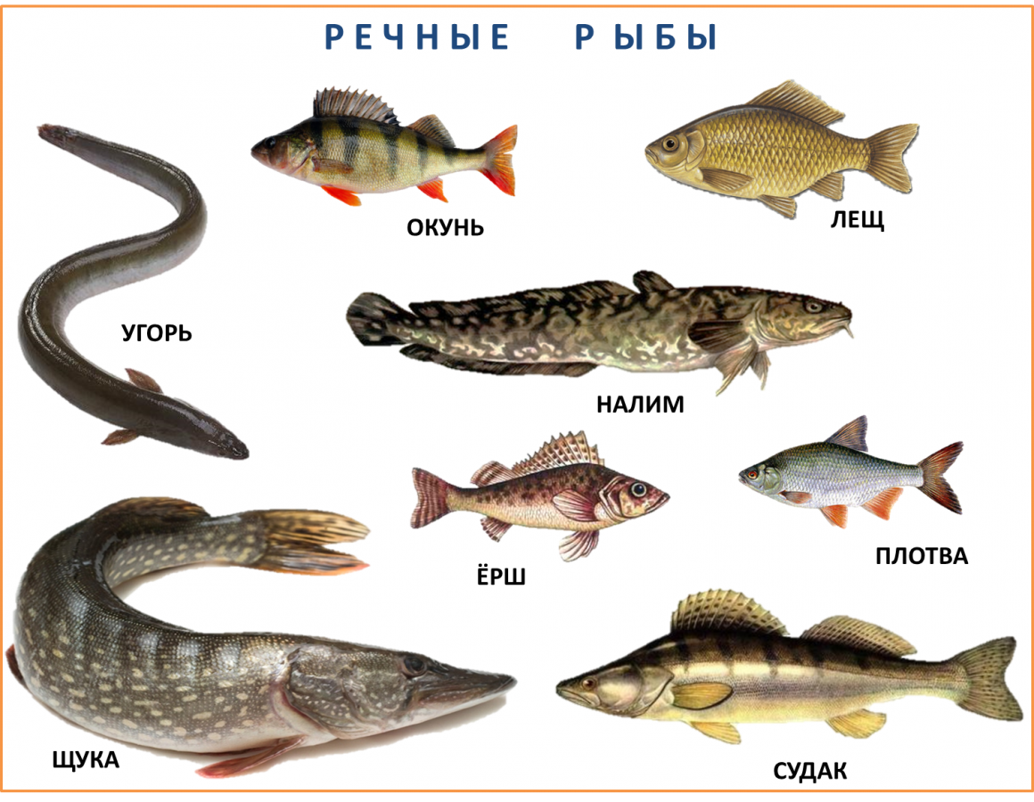 Промысловые рыбы Балтийского моря. Рыбы Балтийского моря таблица. Речные и озерные рыбы. Пресноводные рыбы для детей. Рыба которая водится в озерах