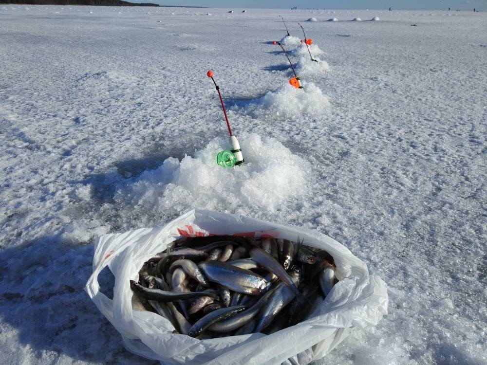 Лов корюшки. Зимняя рыбалка на финском заливе. Рыбалка на корюшку на финском заливе. Корюшка Дудинка. Ловля корюшки зимой на финском заливе.