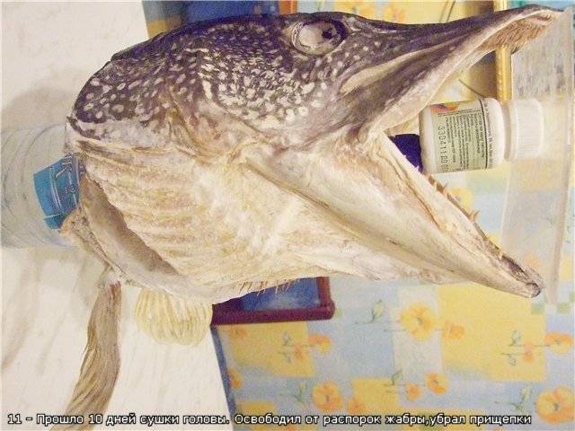 Делаем чучело из головы трофейной щуки