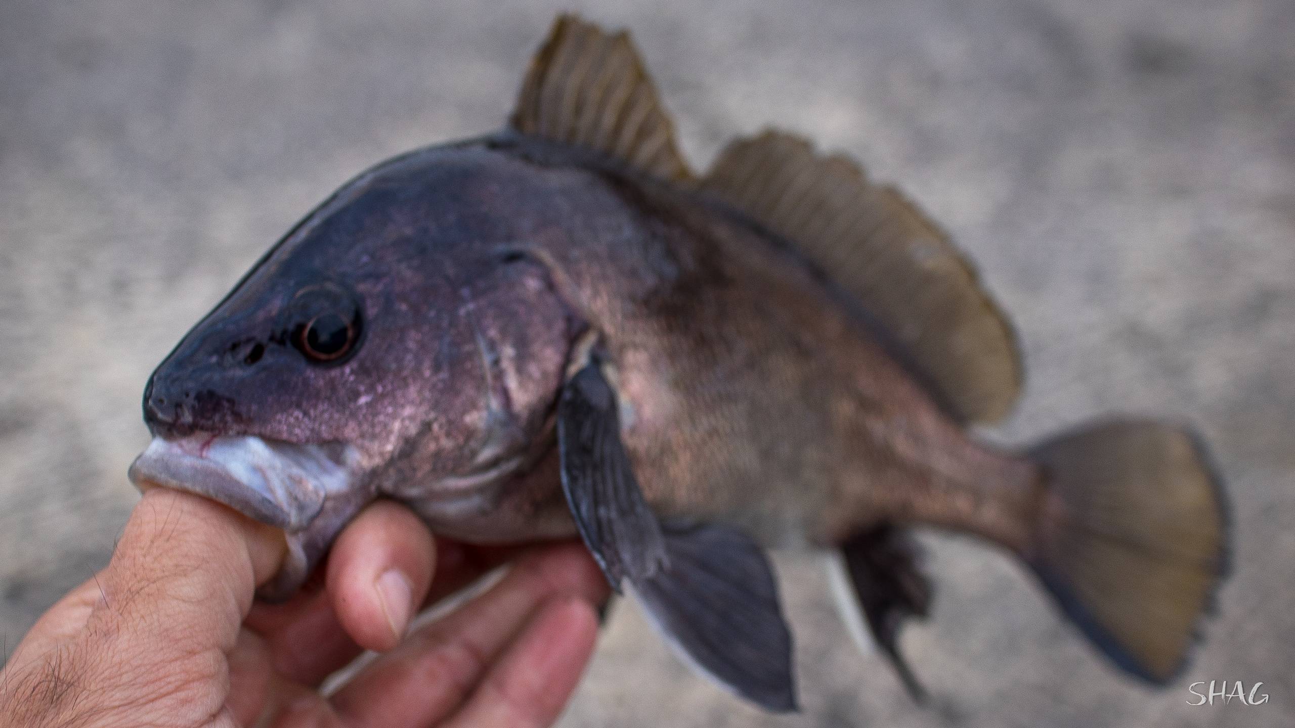Хищные рыбы. названия, описания и особенности хищных рыб | животный мир