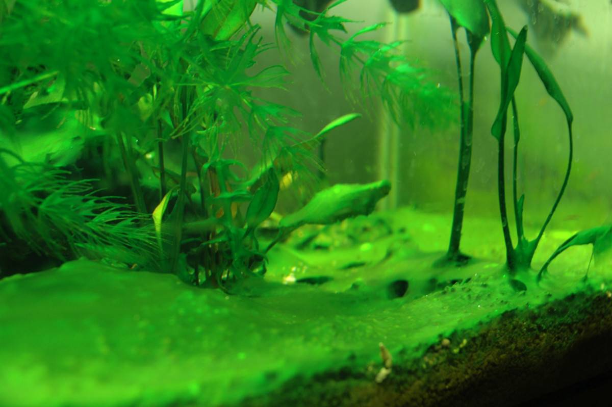 Как убрать водоросли. Синезеленые водоросли в аквариуме. Цианобактерии в аквариуме. Сине-зеленые водоросли цианобактерии в аквариуме. Аквариум водоросли нитчатка.