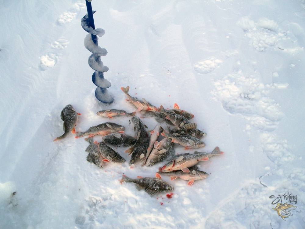 Зимняя ловля видео. Зимняя рыбалка на Волге. Ловля окуня на Волге зимой. Рыбалка на Волге зимой. Окунь на снегу.