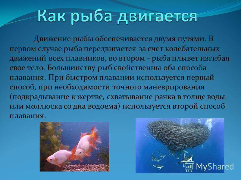 Когда и как спят аквариумные рыбки?